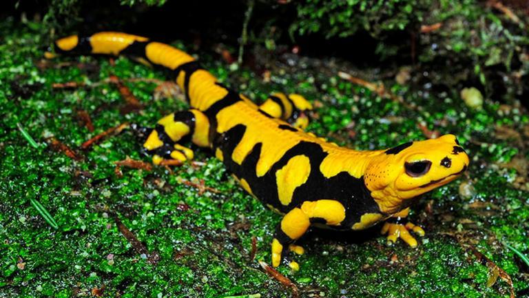 Salamandra salamandra giglioli only occurs in the Calabria region of Italy. | Benny Trapp
