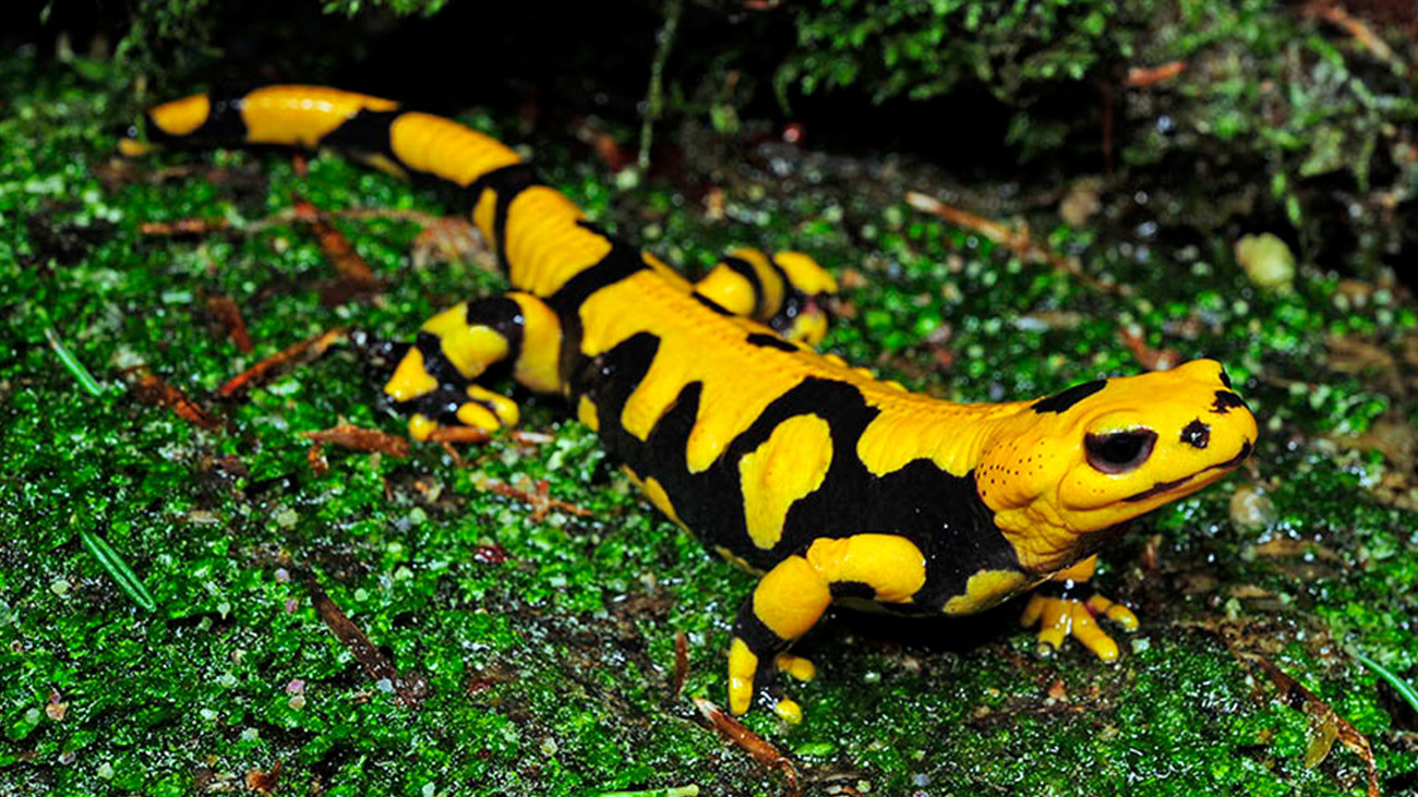 Salamandra salamandra giglioli only occurs in the Calabria region of Italy. | Benny Trapp