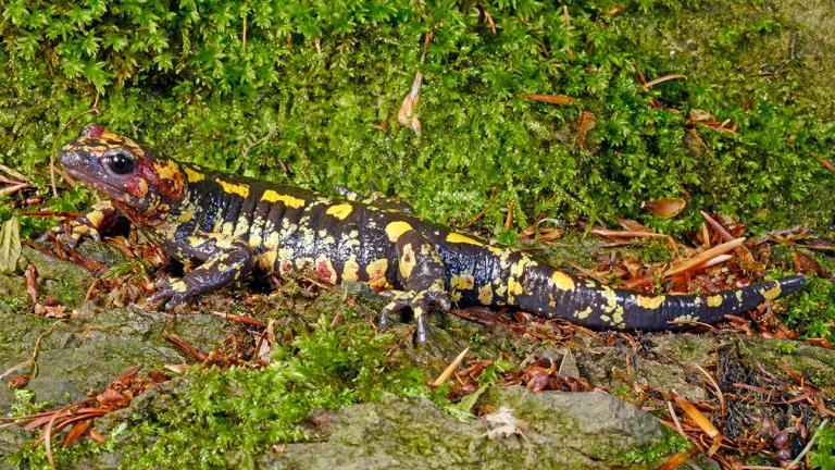 Salamandra salamandra galaica inhabits the western part of the Iberian Peninsula. | Benny Trapp