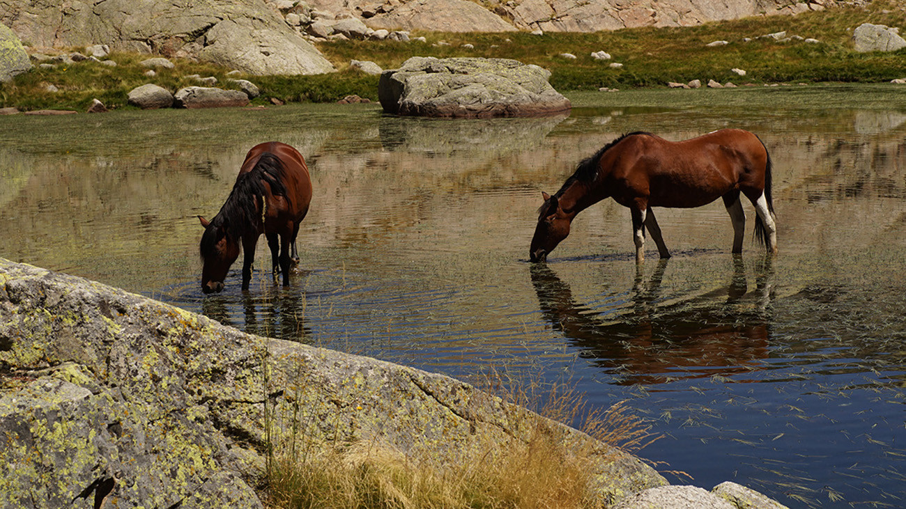 Not even here does nature remain untouched – free-roaming cattle affect the high mountain habitat. | Philip Gerhardt
