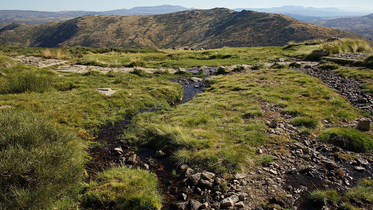 Small streams run through the mountains. The salamanders use them to deposit their larvae. | Philip Gerhardt