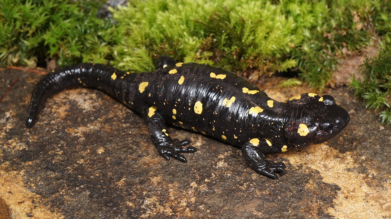 Almanzor Fire Salamander. | Philip Gerhardt