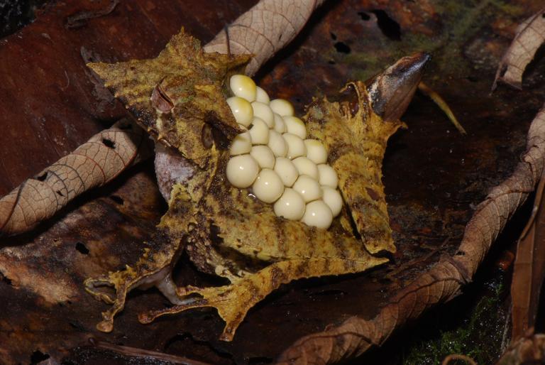 Karl-Heinz hat sich intensiv mit der Vielfalt von Fortpflanzungsstrategien bei seinen Fröschen beschäftigt – und Verblüffendes beobachtet. Beim Visierfrosch (Hemiphractus proboscideus) trägt das Weibchen die Eier zwei Monate auf dem Rücken. Dann schlüpfen daraus fertige kleine Frösche. | Karl-Heinz Jungfer