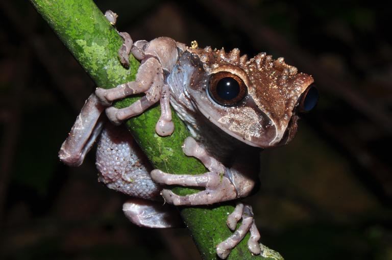 Der Kronenlaubfrosch (Triprion spinosus) hat ein spektakuläres Brutpflegeverhalten, das erst durch Karl-Heinz‘ Beobachtungen im Terrarium richtig aufgeklärt wurde. Als Forscher die ersten Kaulquappen...