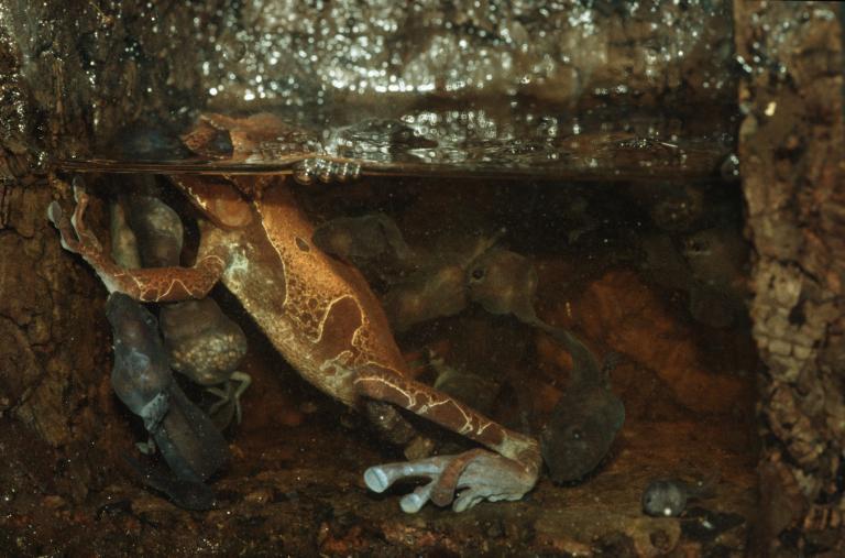 ... in freier Natur gefunden hatten, sahen sie verblüfft die vielen Eier durch die Haut durchscheinen. Sie dachten, diese Kaulquappen hätten die Eier gebildet und könnten sich im Larvenstadium fortpflanzen, ähnlich wie der Axolotl. In Wirklichkeit...