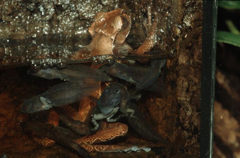 ... füttert die Mutter die Kaulquappen mit unbefruchteten Eiern, wie Karl-Heinz im Terrarium herausgefunden hat. Er konnte sogar das Bettelverhalten der Quappen dokumentieren. | Karl-Heinz Jungfer