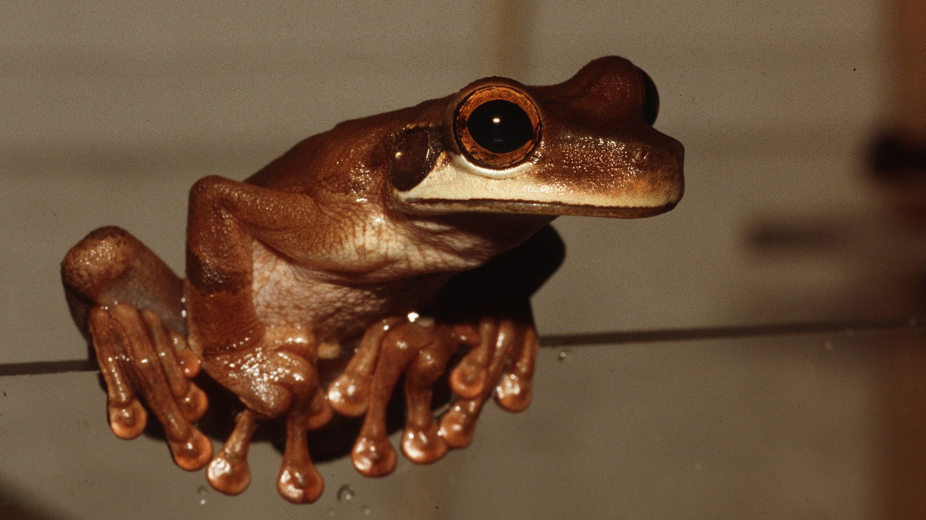 ... und Weibchen ziemlich deutlich voneinander – vor allem ...