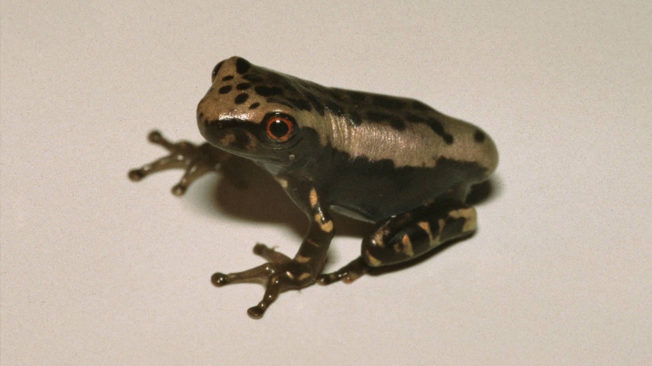 ... und das Jungtier dieser Art, wie wir dank Karl-Heinz nun wissen | Alle Fotos: Karl-Heinz Jungfer