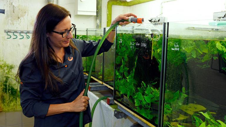 In the "salamander cellar" of Schönbrunn Zoo Doris looks after the endangered salamanders. | Benny Trapp, Frogs & Friends