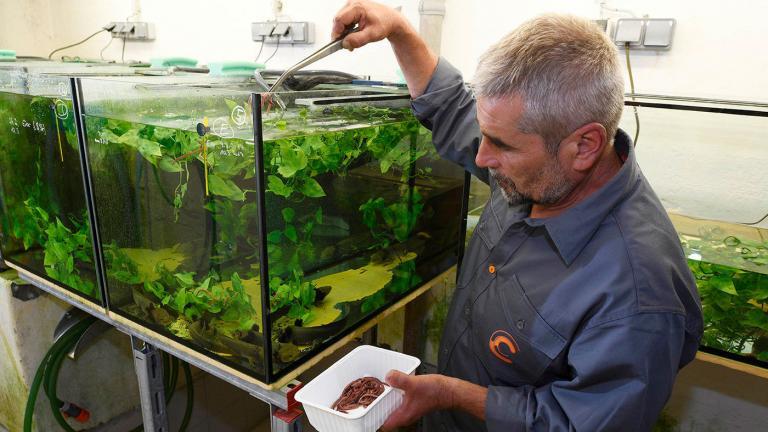 An easy life: In clean water, fed by Thomas, and without any danger from fish or fishermen, the Lake Pátzcuaro Salamanders live in a salamander paradise in the Vienna cellar. | Benny Trapp, Frogs & Friends