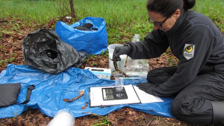 Doris also does field work with amphibians, as seen here, during a scientific study of fire salamanders in the woods around the Austrian capital. | Doris Preininger