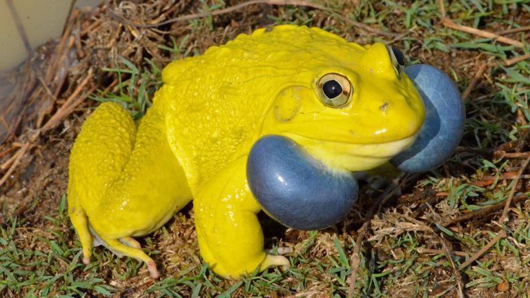 The male Indian Bullfrog only shows his true colors once a year for a few days – to impress the fairer sex. | Thomas Wampula