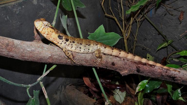 Besonders gefährdete Arten werden in der Me Linh-Station gezielt gezüchtet. Die Krokodilschwanzechse ist vom Aussterben bedroht. Anna Rauhaus pflegt die Tiere im Kölner Zoo und hat ihr Wissen mit den Kollegen in Vietnam geteilt, die nun ebenfalls ein Zuchtprogramm aufgesetzt haben. | Anna Rauhaus