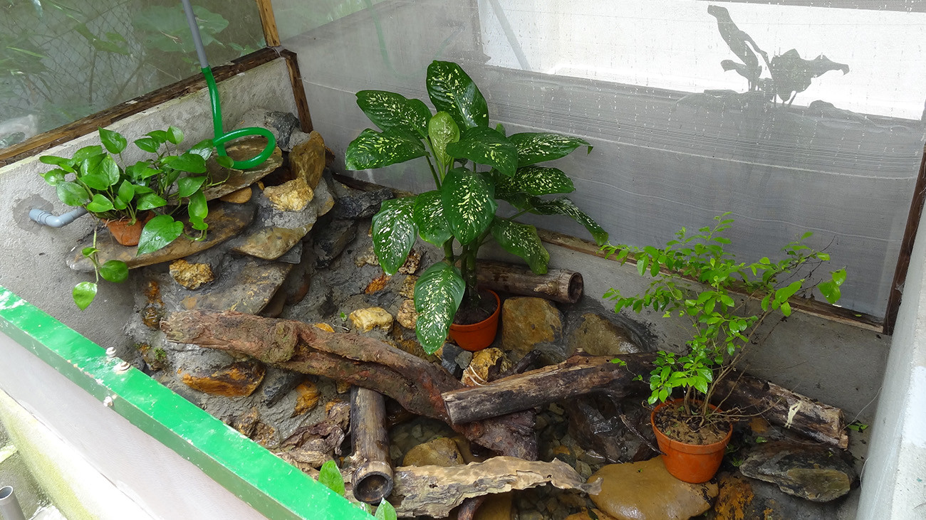 Außerdem werden Amphibien in Außenanlagen gehalten – das Klima ist natürlich vor Ort optimal. So können biologische Daten gesammelt und für den Arterhalt Tiere gezüchtet werden. | Anna Rauhaus