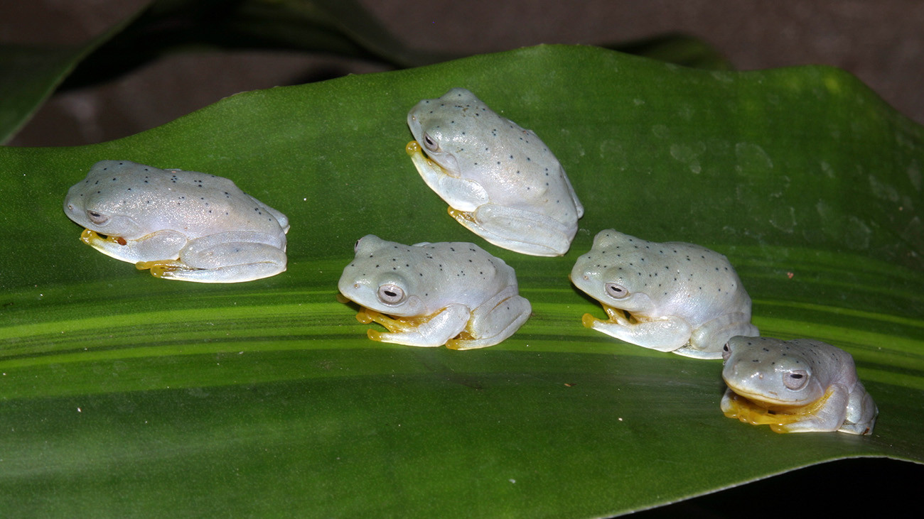 Nur eine der vielen Amphibienarten, die mit Hilfe von Anna in Me Linh erfolgreich gezüchtet werden: der Ruderfrosch Rhacophorus kio. Er gehört zu den Flugfröschen, die größere Distanzen von Baum zu Baum im Gleitflug zurücklegen können. | Thomas Ziegler