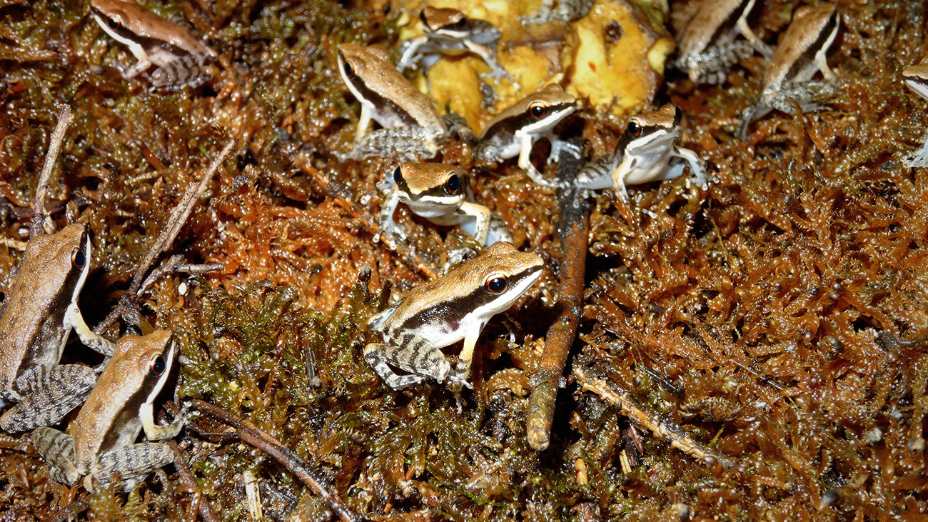 Eine der hier sehr erfolgreich vermehrten Arten ist der südostasiatische Frosch Sylvirana nigrovittata | Anna Rauhaus