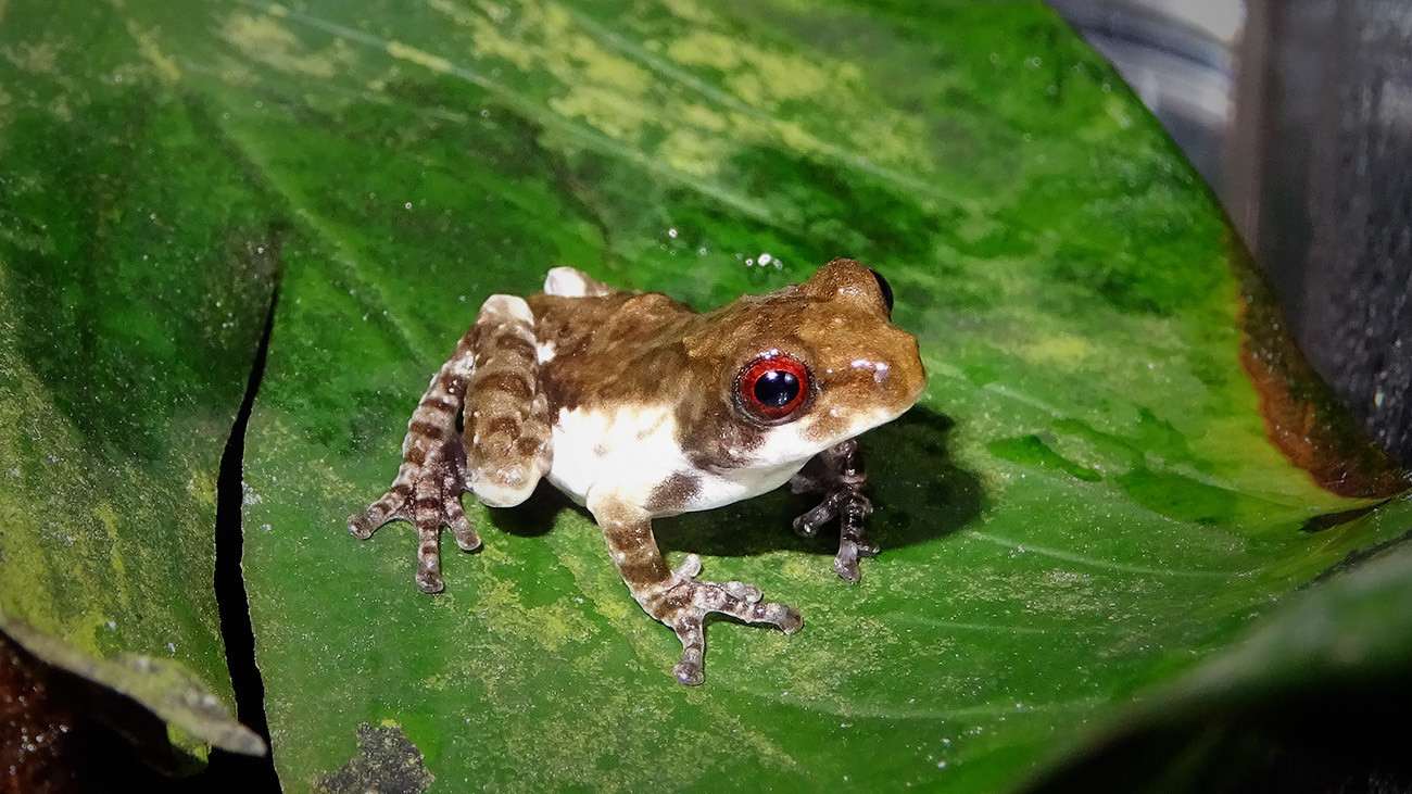 Die Verwandtschaftsverhältnisse von Kurixalus biscacculus sind komplex – die Nachzucht im Zoo hilft auch bei der Beantwortung wissenschaftlicher Fragen | Thomas Ziegler