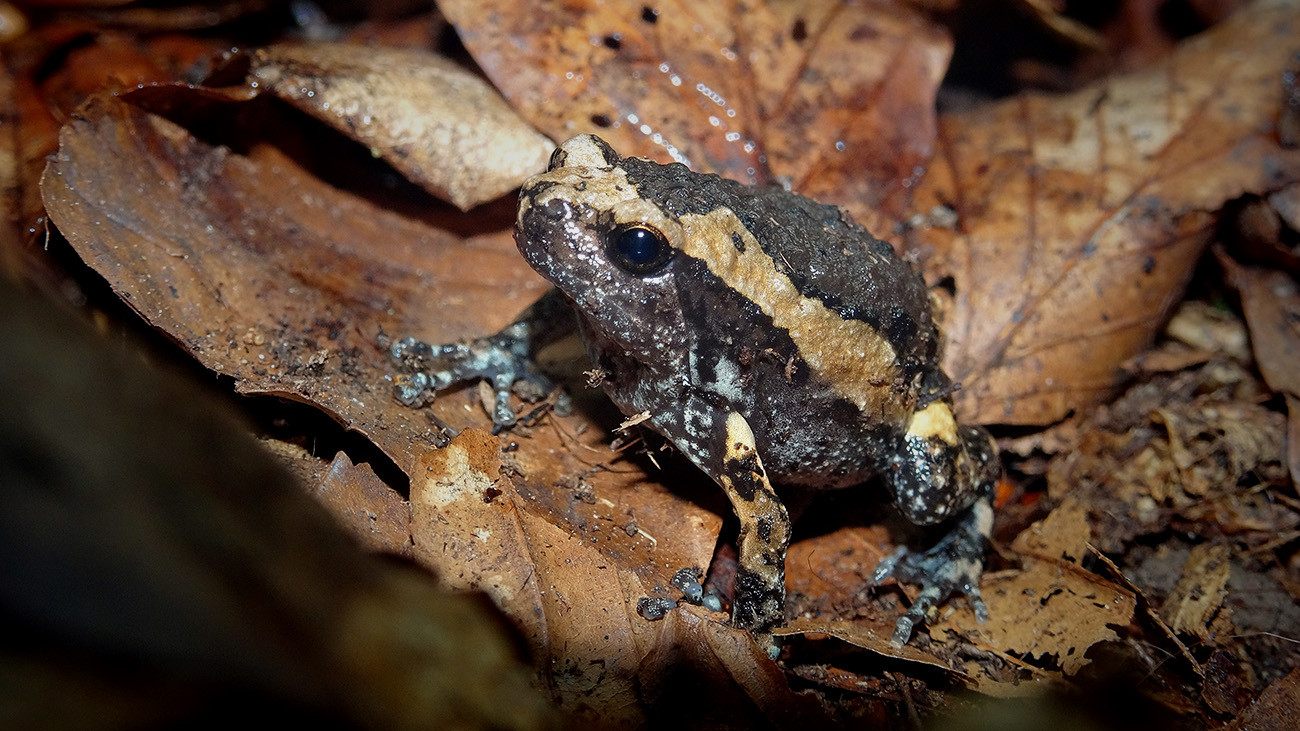 Der kuriose Indische Ochsenfrosch, Kaloula pulchra, ist ein weiterer Botschafter für die Tierwelt Südostasiens in Köln | Anna Rauhaus