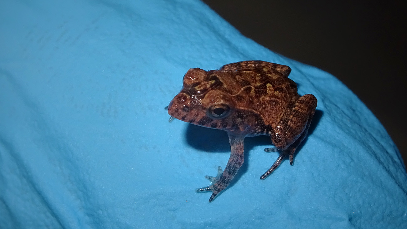 Auch Frösche aus anderen Regionen werden in Köln gezüchtet, etwa der seltsame Salomonen-Zipfelfrosch, Cornufer guentheri, der mit seinen Verwachsungen perfekt getarnt ist in der Laubstreu seines Südsee-Insel-Lebensraums | Thomas Ziegler