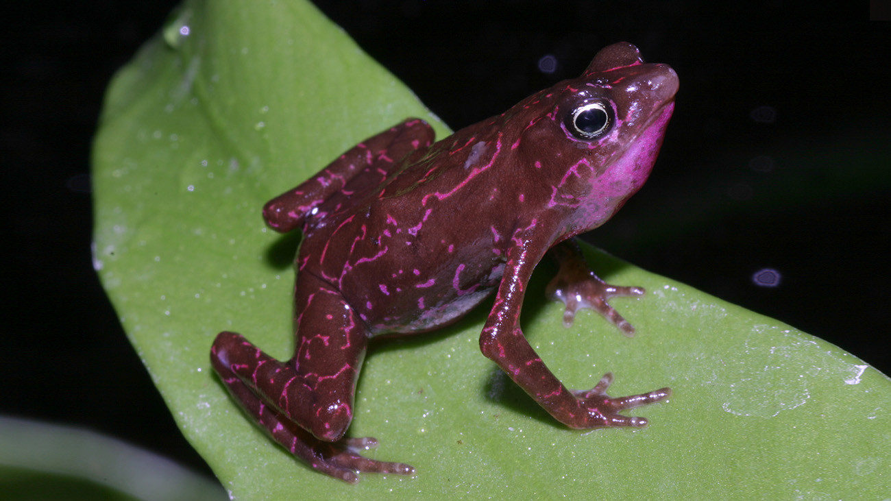 Gerade bei hoch bedrohten Amphibien wie dieser Unterart von Hoogmoeds Stummelfußkröte, Atelopus hoogmoedi nassaui, aus Surinam sind die Erhaltungszuchten wie im Kölner Zoo von größter Bedeutung | Thomas Ziegler