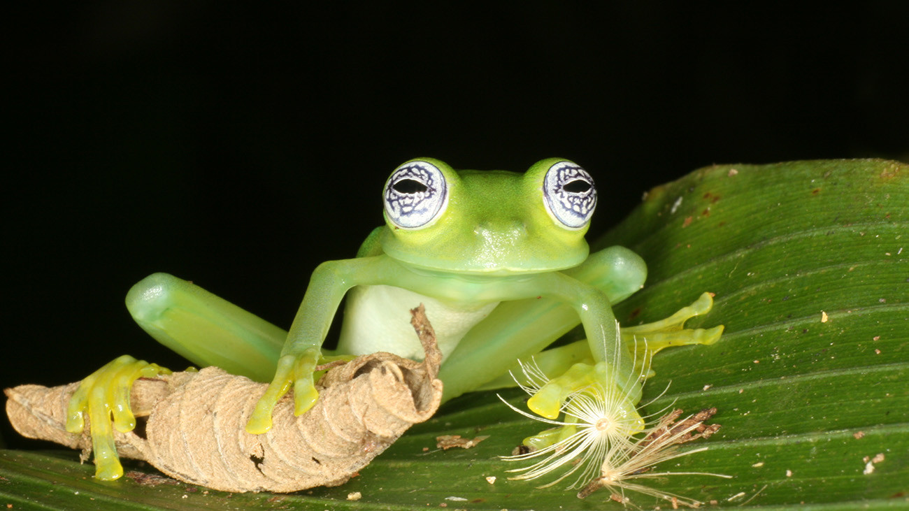 Glasfrösche haben es Tobias ebenfalls besonders angetan. Das spezielle Feature dieser artenreichen Froschgruppe: Ihre Bauchseite ist oft so transparent, dass man im wahrsten Sinne des Wortes tief in ihr Inneres blicken kann. | Tobias Eisenberg