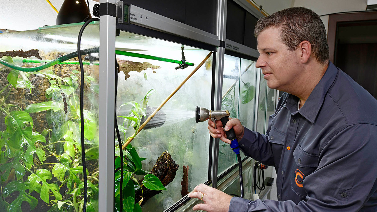 Zu Hause hat Tobias sich mit einem Haus einen Traum verwirklicht. Von Anfang an hat er die technischen Anforderungen eines Terrarienzimmers mit eingeplant und so eine energiesparende Anlage mit optimaler Wasserversorgung errichtet, in der er zahlreiche Froscharten züchtet. | Benny Trapp, Frogs & Friends