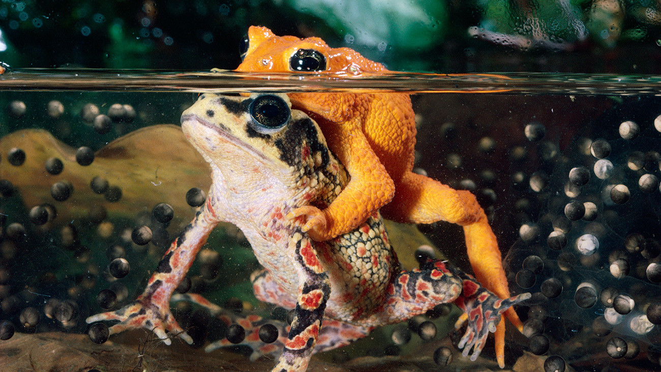 Die Goldkröte Incilius periglenes war das erste prominente Opfer, das wohl dem Chytridpilz zum Opfer gefallen ist | Konrad Wothe, Minden Pictures, Arco