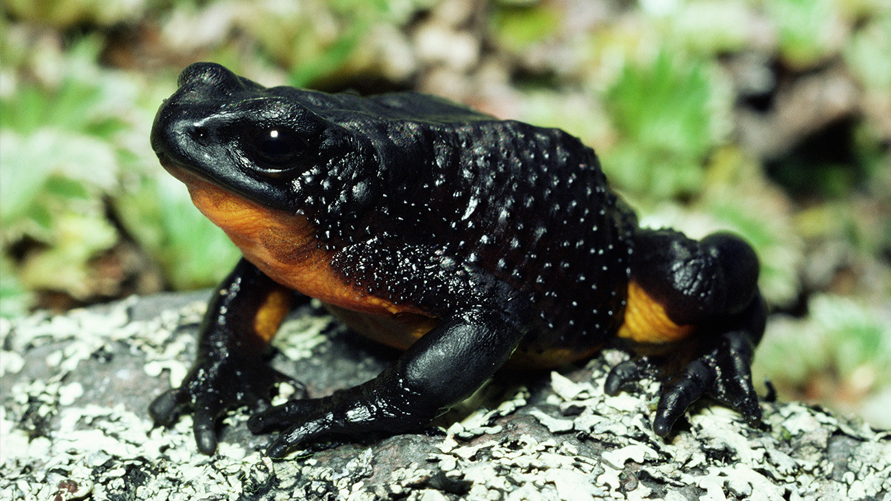 Die Stummelfußkröte Atelopus ignescens aus dem Hochland von Ecuador ist spurlos verschwunden. Vermutlich ist auch sie dem Chytridpilz zum Opfer gefallen | Michael & Patricia Fogden, Minden Pictures, Arco
