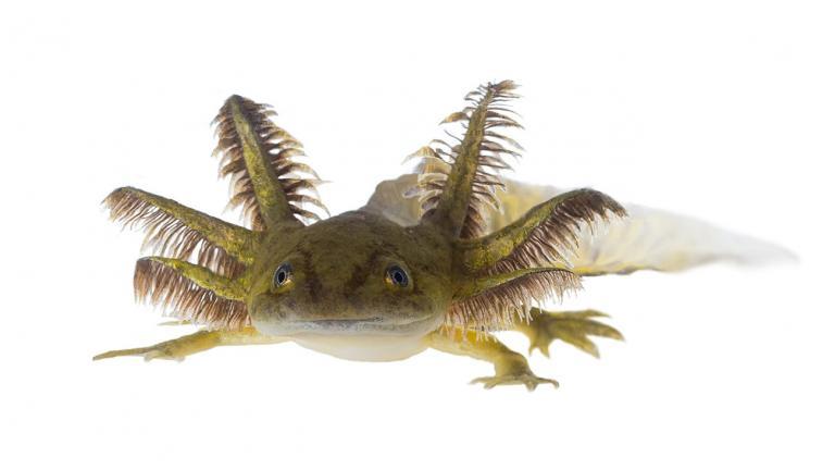 The Axolotl’s embryonic tissue allows for the regeneration of entire limbs and organs. Scientists hope to use this principle in transplantation medicine. | IrinaK, Shutterstock