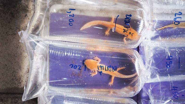 Because of their many uses in research, millions of these animals are bred in laboratories worldwide. | Napat Chaiahanasiri, Shutterstock