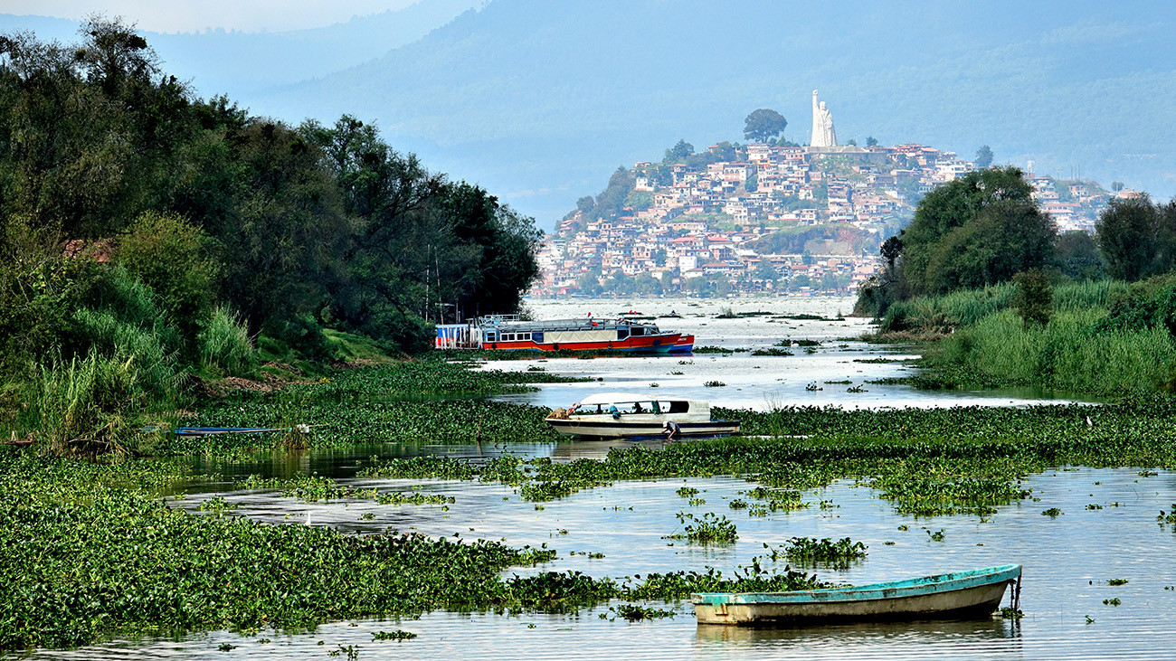 The salamanders have trouble finding a suitable habitat due to the heavy pollution of Lake Pátzcuaro. | Francky38, Shutterstock