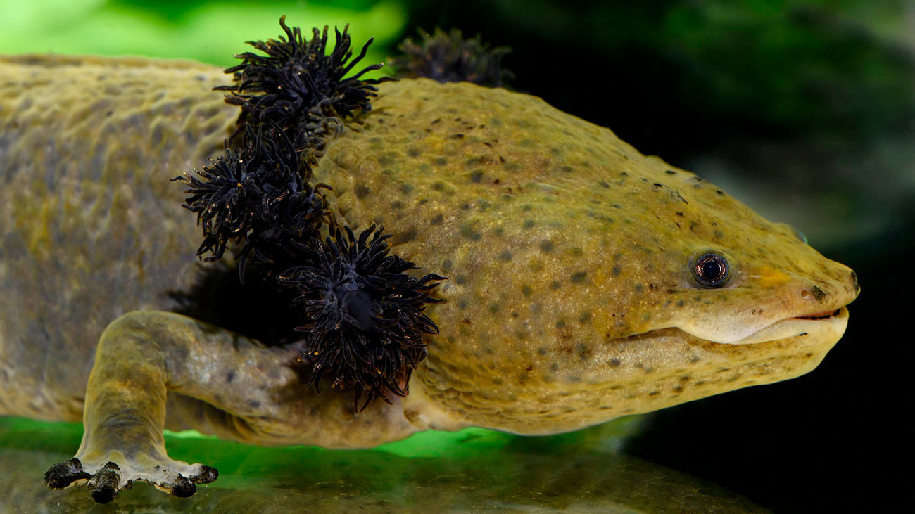 Without the protection of the sisters, the Lake Pátzcuaro Salamander would be doomed. | Benny Trapp, Frogs & Friends