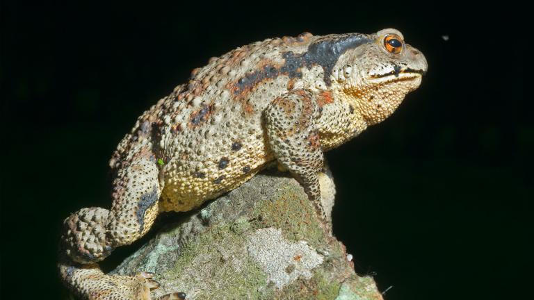 Kröten besiedeln alle Kontinente. Sehr „krötentypisch“ ist die Chinesische Stachelkröte (Bufo gargarizans). | Kirsanov Valeriy Vladimirovich, Shutterstock