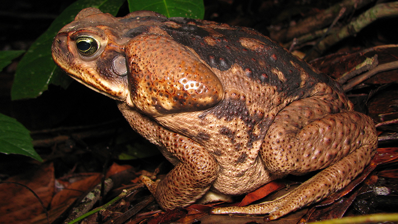 Cururu-Kröte, Rhinella schneideri, aus Südamerika. Typisch für Kröten ist ihre drüsenreiche, „warzige“ und trockene Haut. Die aus den Drüsen hinter den Ohren abgesonderten Sekrete sind giftig und schützen gegen Fressfeinde. | Fabio Maffei, Shutterstock