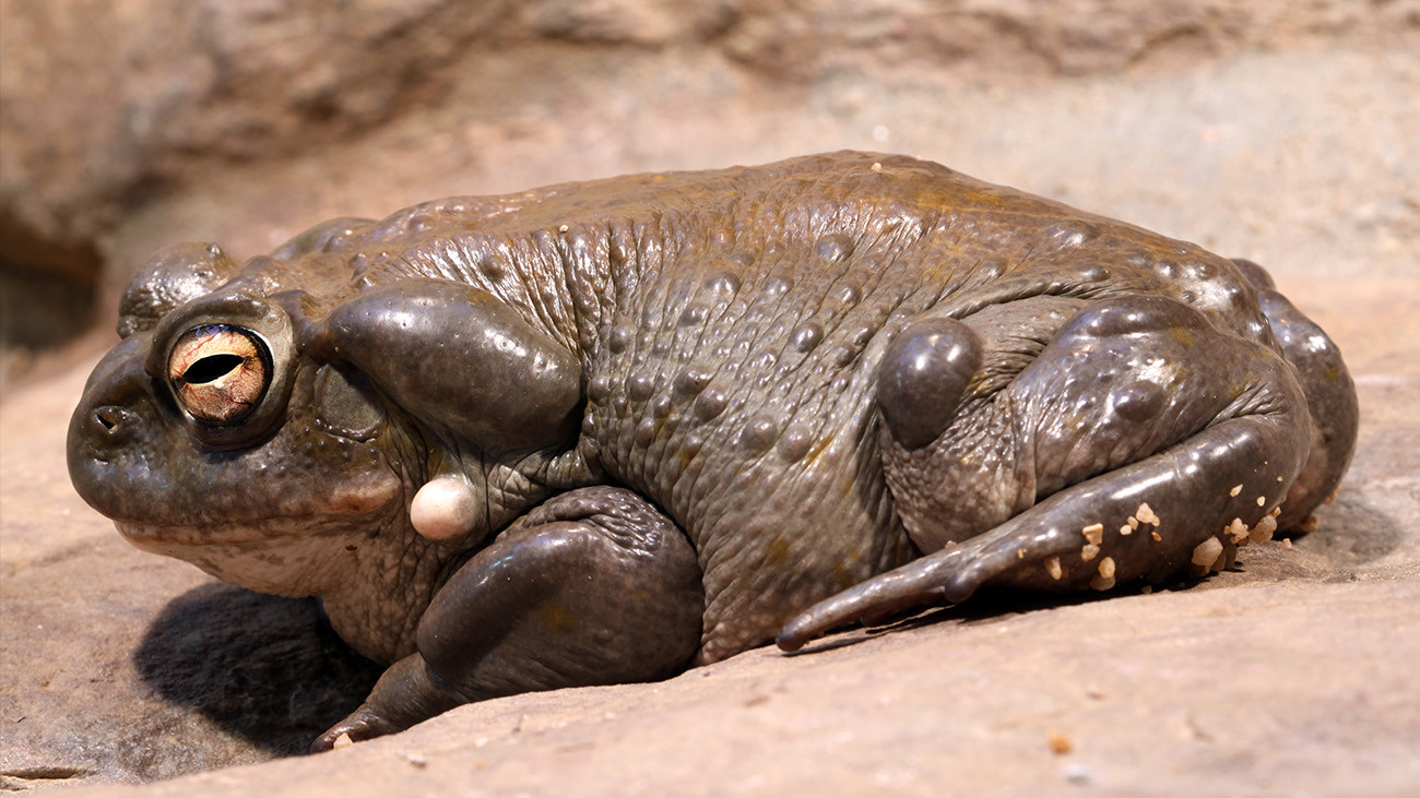 Die Colorado-Kröte (Incilius alvarius) aus dem Südwesten Nordamerikas produziert sogar psychoaktive Substanzen. | Bernhard Richter, Shutterstock