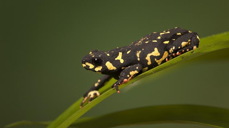 Die südamerikanischen Schwarzkrötchen (hier: Melanophryniscus stelzneri) warnen nach Wespenart, sie besser in Ruhe zu lassen. | Peter Reijners, Shutterstock