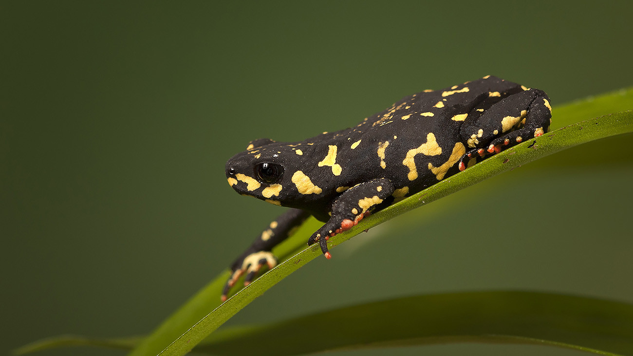 Die südamerikanischen Schwarzkrötchen (hier: Melanophryniscus stelzneri) warnen nach Wespenart, sie besser in Ruhe zu lassen. | Peter Reijners, Shutterstock