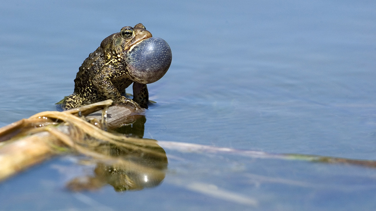 Krötenmännchen versuchen, Weibchen durch Quaken anzulocken, wie diese Amerikanische Kröte (Anaxyrus americanus). | Gerald Marella, Shutterstock