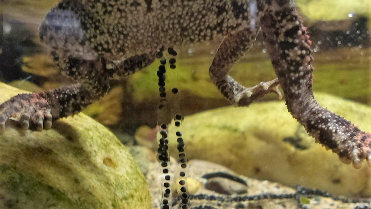 Pärchen bei der Eiablage | Anna Rauhaus