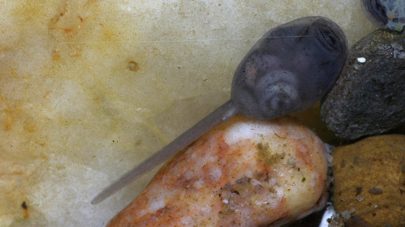 Tag 4 nach der Eiablage: Kaulquappe mit gut erkennbarem Mundfeld, mit dem sie Algen von den Steinen abraspelt | Thomas Ziegler