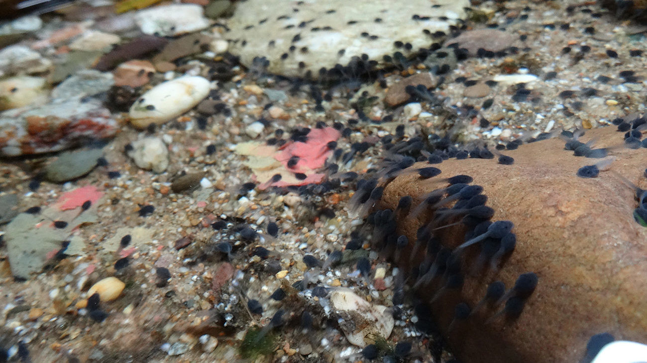 Die Kaulquappen schwimmen schon selbstständig und beginnen zu fressen. | Christian Niggemann