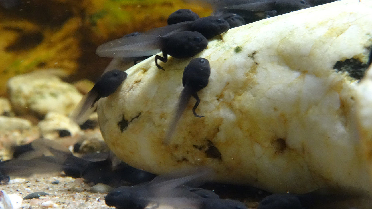 At three weeks, the joints in the hind legs are fully developed and help the toads walk. | Anna Rauhaus