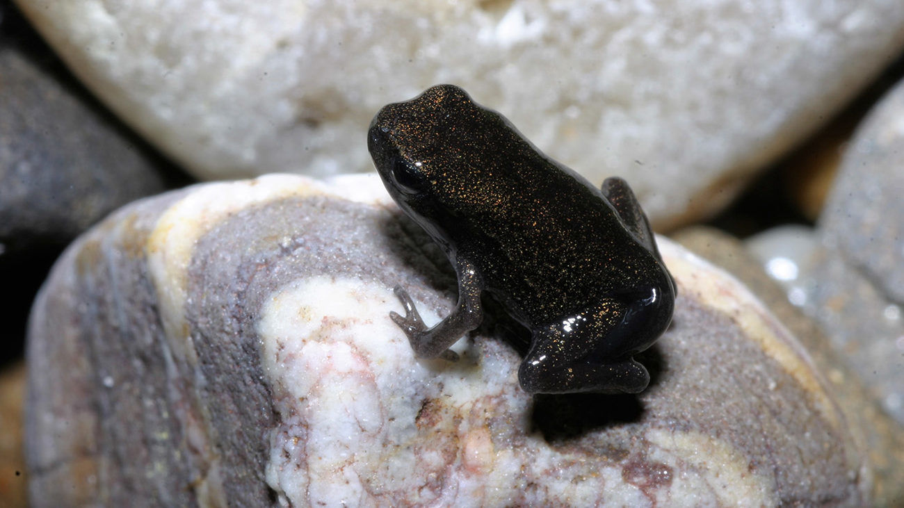 After about a month, the little toads leave the water. They still have remnants of their tails. | Thomas Ziegler