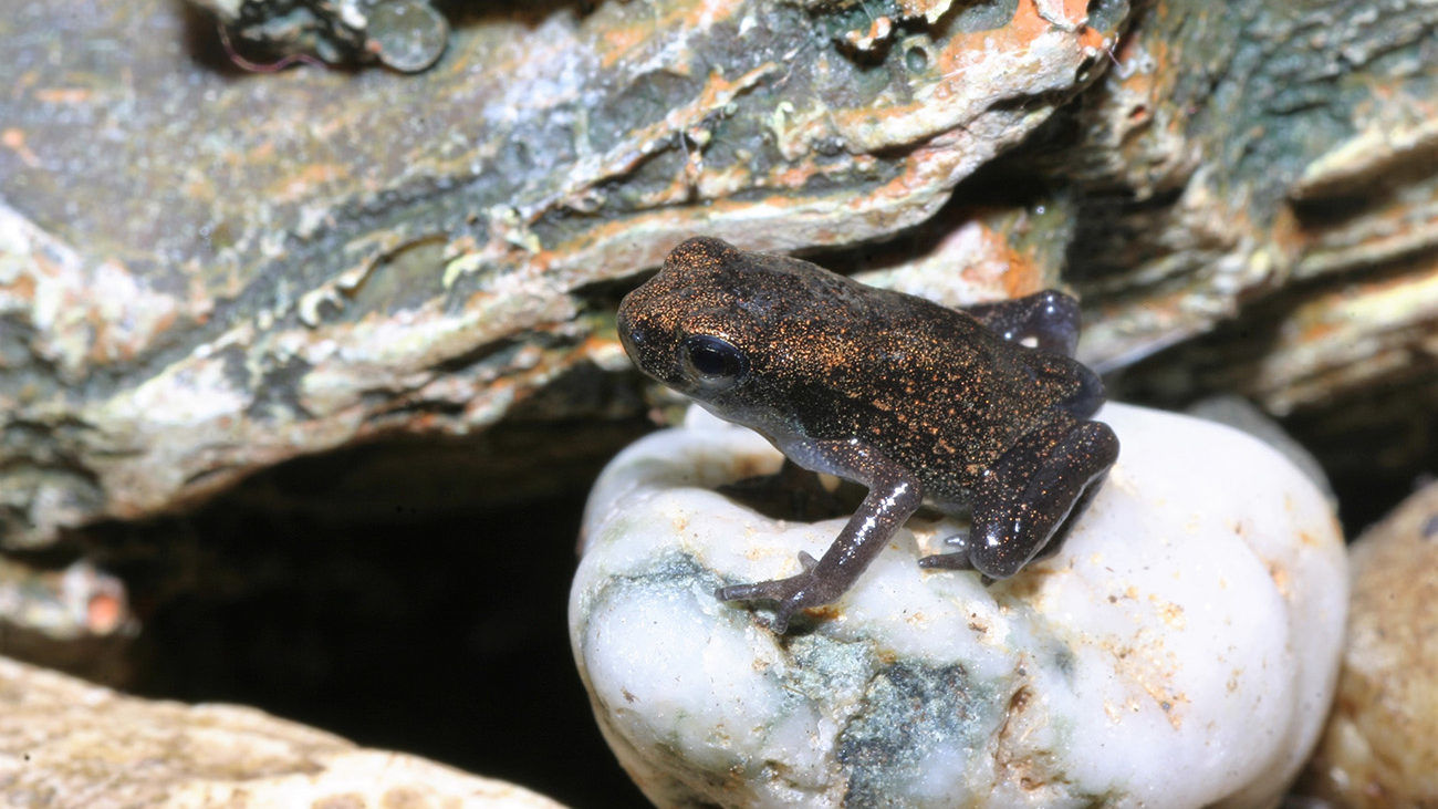 All done – now they are real toads. | Thomas Ziegler