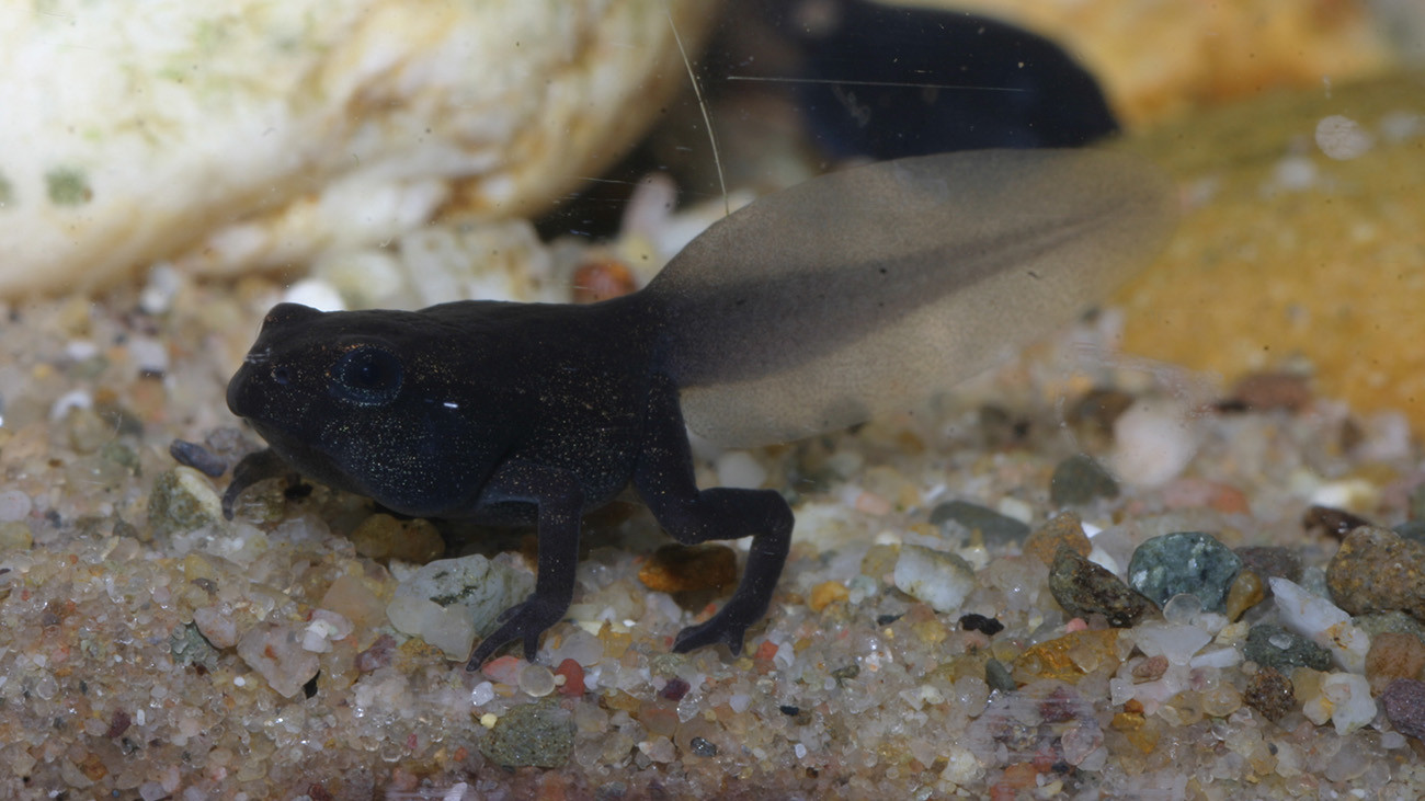 Die Vorderbeine sind da, der ganze Körper wirkt schon recht krötig. Es zeigen sich erste Anflüge der Färbung. | Thomas Ziegler