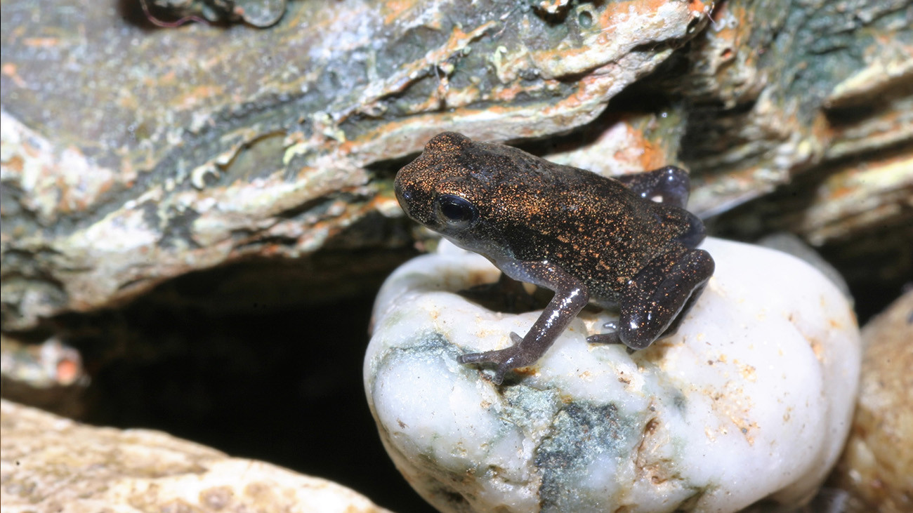 Fertig – ab jetzt richtig Kröte sein! | Thomas Ziegler