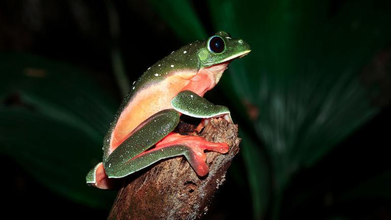 Der Schwarzaugenlaubfrosch, Agalychnis moreletii, kommt von Mexiko bis nach Honduras vor. Auch diese Art hat dramatische Bestandsverluste durch den Chytridpilz erlitten. | Keven Wells Photography, Shutterstock