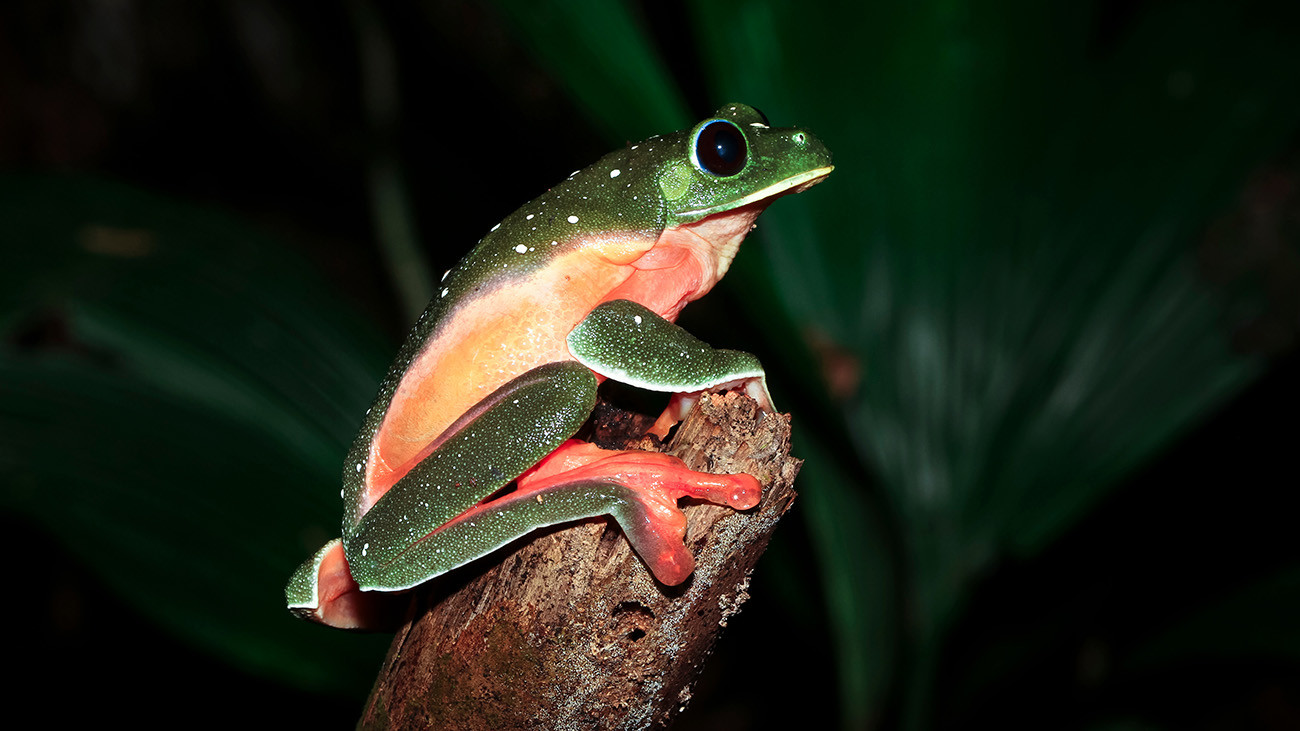 Der Schwarzaugenlaubfrosch, Agalychnis moreletii, kommt von Mexiko bis nach Honduras vor. Auch diese Art hat dramatische Bestandsverluste durch den Chytridpilz erlitten. | Keven Wells Photography, Shutterstock