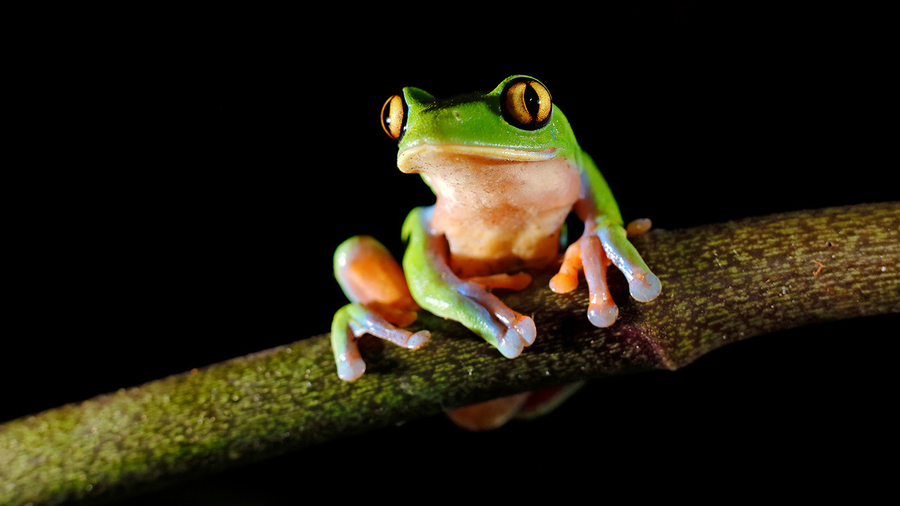 Der Goldaugenlaubfrosch, Agalychnis annae, ist durch den Chytridpilz in großen Teilen des ursprünglichen Verbreitungsgebietes in Costa Rica bereits ausgestorben. | Ondrej Prosicky, Shutterstock