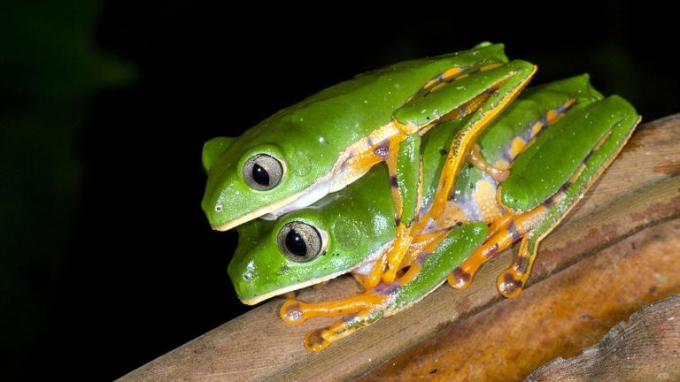 Der Tiger-Makifrosch, Phyllomedusa tomopterna, gehört zu den weit verbreiteten Arten des Amazonas-Tieflands. | Morley Read, Shutterstock
